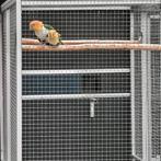 Goed kweekkoppel groendij-caique`s/papegaaien en ook nog..., Meerdere dieren, Papegaai, Geringd