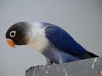 dwergpapegaaitjes (Agapornis Personata), Dieren en Toebehoren