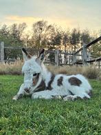 Bonte mini-ezel te koop, Dieren en Toebehoren, Paarden, Hengst