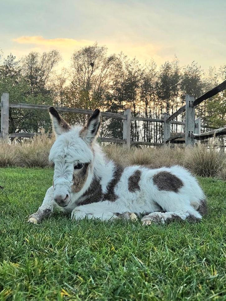 Bonte mini-ezel te koop, Dieren en Toebehoren, Paarden, Hengst