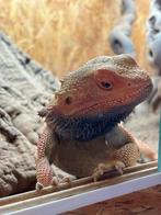 Pogona hypo het trans, Dieren en Toebehoren, Reptielen en Amfibieën, Hagedis, 0 tot 2 jaar