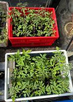 Tomaat plantjes te koop, Tuin en Terras, Ophalen