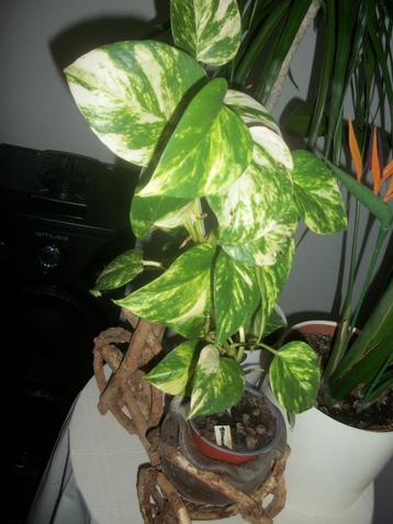 Epipremnum