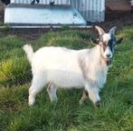 Dekrijp blauwschimmel bont bokje, als dekbokje of castreren, Dieren en Toebehoren, Schapen, Geiten en Varkens