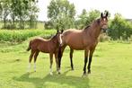 fokmerrie uit topstam, Dieren en Toebehoren, Paarden, Merrie, Springpaard, Gechipt, 7 tot 10 jaar