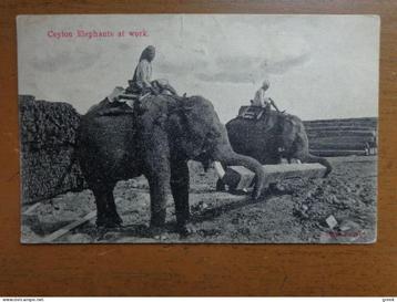 Postkaart, Ceylon elephants at work / 1909
