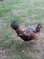 Padua krielen, Dieren en Toebehoren, Pluimvee