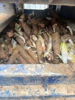 Witloofwortelen veevoeder paarden schapen herten koeien, Enlèvement, Bétail