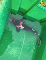 Japanse koi