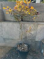 Glycine mauve, Tuin en Terras, Planten | Bomen, 100 tot 250 cm