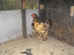 2 brahma's, Meerdere dieren, Kip
