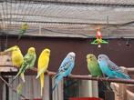 Jonge grasparkieten, Dieren en Toebehoren, Vogels | Parkieten en Papegaaien, Meerdere dieren