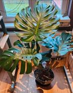 Grand Monsera en bonne santé avec de nouvelles pousses, Enlèvement