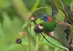 2-2 coloria papegaai amadines, Animaux & Accessoires, Oiseaux | Oiseaux Autre, Oiseau tropical, Bagué, Plusieurs animaux