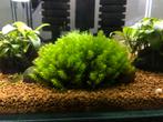 Distichopehyllum SP. Rare  mos, Zo goed als nieuw, Plant(en), Steen of Hout