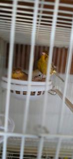 Kanarie, Dieren en Toebehoren