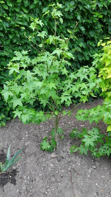 amberboom of liquidambar beschikbaar voor biedingen
