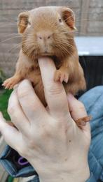 Gladhaar cavia beer, Dieren en Toebehoren, Knaagdieren, Cavia, Mannelijk, Tam, Oktober
