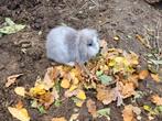 Nederlandse Dwerghangoorkonijnen te koop, Dieren en Toebehoren, Knaagdieren, April, Meerdere dieren, Overige typen, Tam