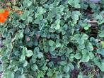 Aardbeien plantjes, Volle zon, Vaste plant, Ophalen of Verzenden, Fruitplanten