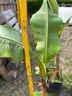 Bananenplanten, Ophalen