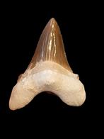 1) Fossiles de dents de requin Otodus sokolovi 7 cm., Enlèvement ou Envoi, Fossile