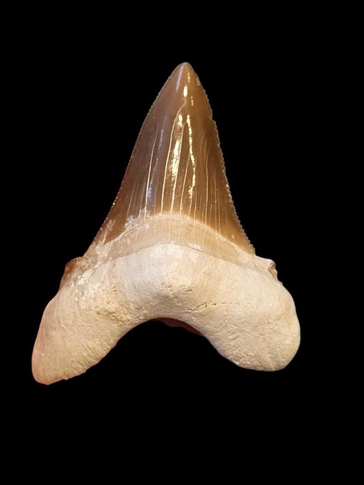 1) Fossiles de dents de requin Otodus sokolovi 7 cm., Collections, Minéraux & Fossiles, Fossile, Enlèvement ou Envoi