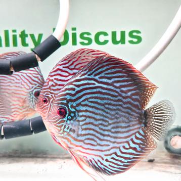 Discus royal turquoise beschikbaar voor biedingen