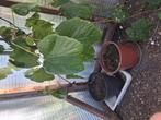 Druivelaar, Tuin en Terras, Ophalen