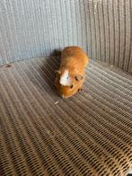 Gladharige cavias, Dieren en Toebehoren, Knaagdieren, Augustus, Meerdere dieren, Cavia