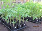 tomatenplanten 24 soorten (nog 23 soorten beschikbaar), Tuin en Terras, Ophalen, Volle zon, Groenteplanten, Eenjarig
