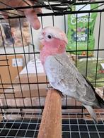 Rose kaketoe, Dieren en Toebehoren