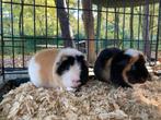 2 US Teddy cavia’s beertjes, Dieren en Toebehoren, Cavia, Augustus, Meerdere dieren, Tam