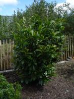 Prunus laurocerasus 'Rotundifolia', Jardin & Terrasse, Plantes | Arbustes & Haies, 100 à 250 cm, Enlèvement, Autres espèces, Haie