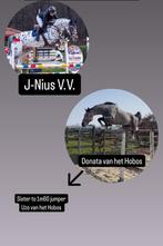 Verschillende spring gefokte fok merries, Dieren en Toebehoren, Paarden, Merrie