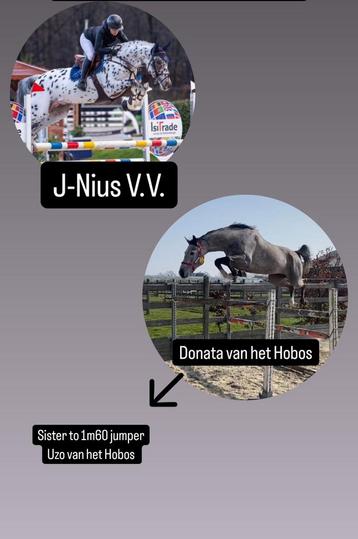 Verschillende spring gefokte fok merries, Jument