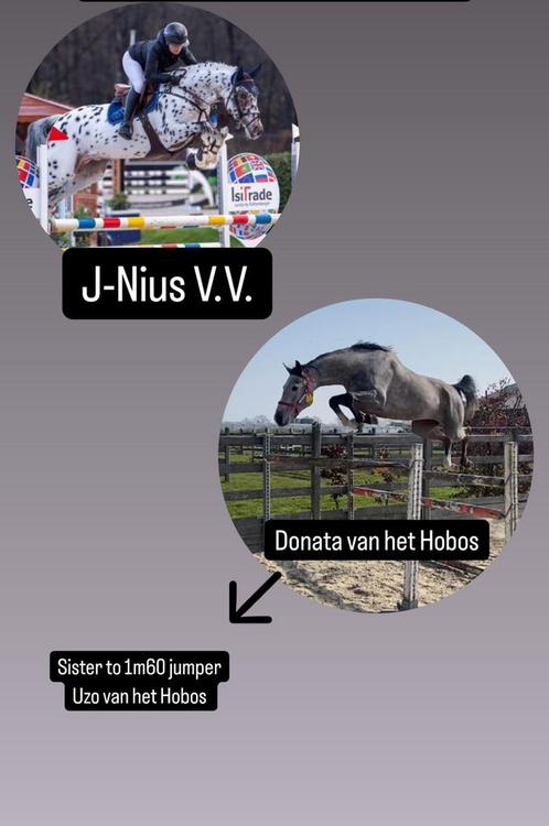 Verschillende spring gefokte fok merries, Dieren en Toebehoren, Paarden, Merrie