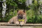 Shiba Inu pups, super intelligente honden, België, 8 tot 15 weken, CDV (hondenziekte), Poolhond