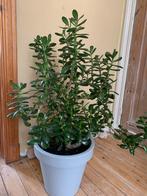 Kamerplanten, Maison & Meubles, Plantes d'intérieur, Enlèvement, Plante succulente