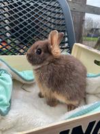 mannelijk konijn, Dieren en Toebehoren, Konijnen, Mannelijk, Dwerg, 0 tot 2 jaar