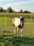 Pensioenplek gezocht, Dieren en Toebehoren, Paarden, Merrie