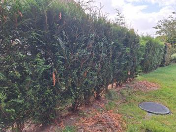 27 x Leylandii ( Zelf uit te halen)(prijs per stuk) beschikbaar voor biedingen