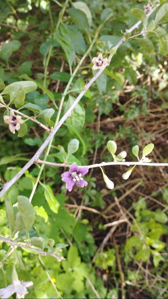 plants et boutures de Goji, Tuin en Terras, Planten | Struiken en Hagen, Haag, Ophalen