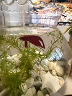 Beta vis gratis, Dieren en Toebehoren, Vissen | Aquariumvissen, Vis