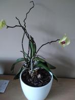 Orchidee plant., Ophalen