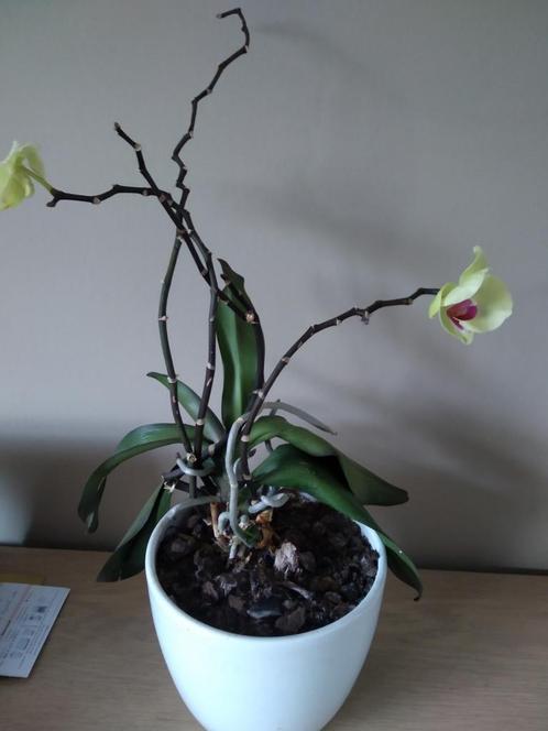 Orchidee plant., Huis en Inrichting, Kamerplanten, Ophalen