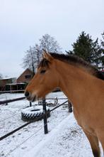 4 jarige Fjord x Kwpn, Dieren en Toebehoren, Paarden, Minder dan 160 cm, Ruin, 3 tot 6 jaar, Onbeleerd