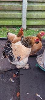 Brahma kriel hennen, Dieren en Toebehoren, Pluimvee, Vrouwelijk, Kip