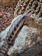 Tiliqua scincoides intermedia nakweek 2025, Amphibien