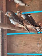 Zebravinken, Dieren en Toebehoren, Meerdere dieren, Tropenvogel
